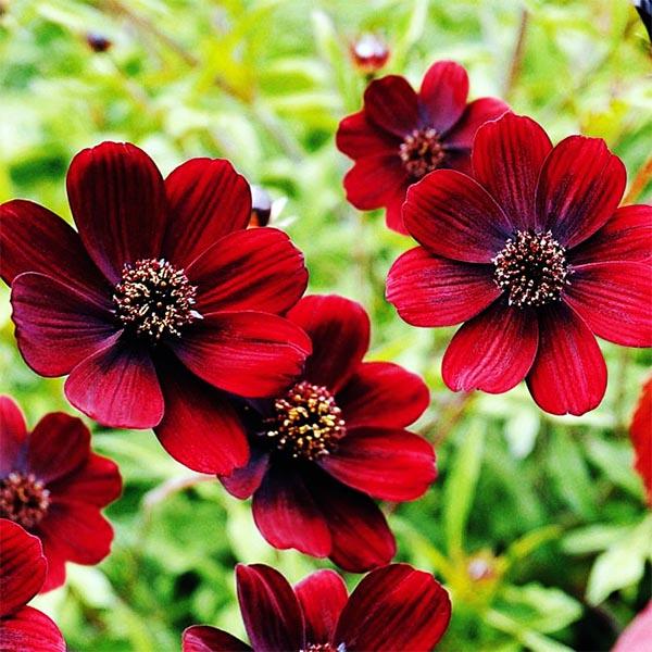 Космея Black Beauty (Блэк Бьюти) купить выгодно ✵ Сады-Эдема.рф – интернет  магазин растений для сада